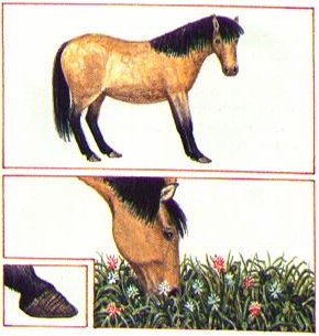Laminitis