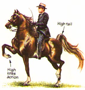 American Saddlebred