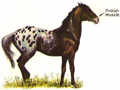 Appaloosa