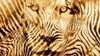 03-lion-zebra.jpg