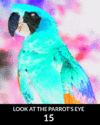 parrot_eye.gif